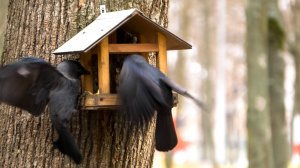 Птичий поединок за еду в кормушках