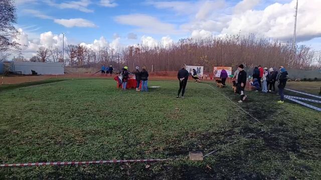РАБОЧИЙ КОБЕЛИ / КЧК ВОРОНЕЖ 26 октября`25 М.Волкова Моно немецких овчарок смотреть онлайн