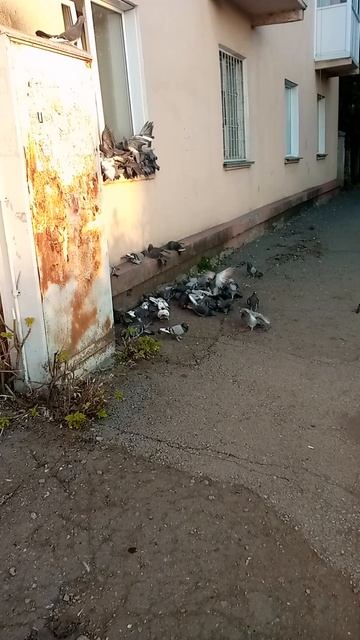 Голубиная столовая