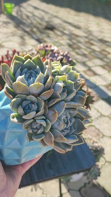 Эхеверия Сноу Банни, изменения за год смотреть онлайн