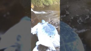 ТЮЛЕНИ ВЕЗДЕ 3 ЧАСТЬ Артикул на ВБ: 193431345 #тюлень #тюлени #игрушки #мягкиеигрушки #sora #прикол