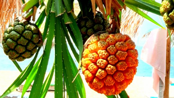 Отдых в Таиланде. Отель Botany Beach Resort Pattaya. Паттайя