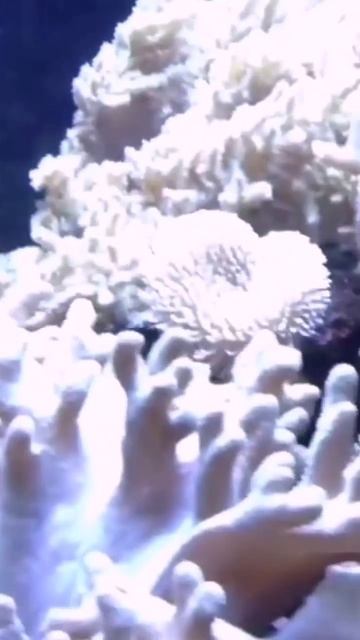 Мантра для обретения и достижения успеха в любой деятельности смотреть онлайн