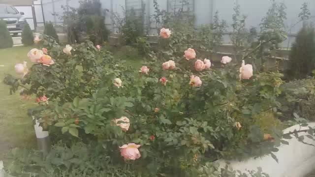 Осенний вальс розы Шарль де Нерво. смотреть онлайн