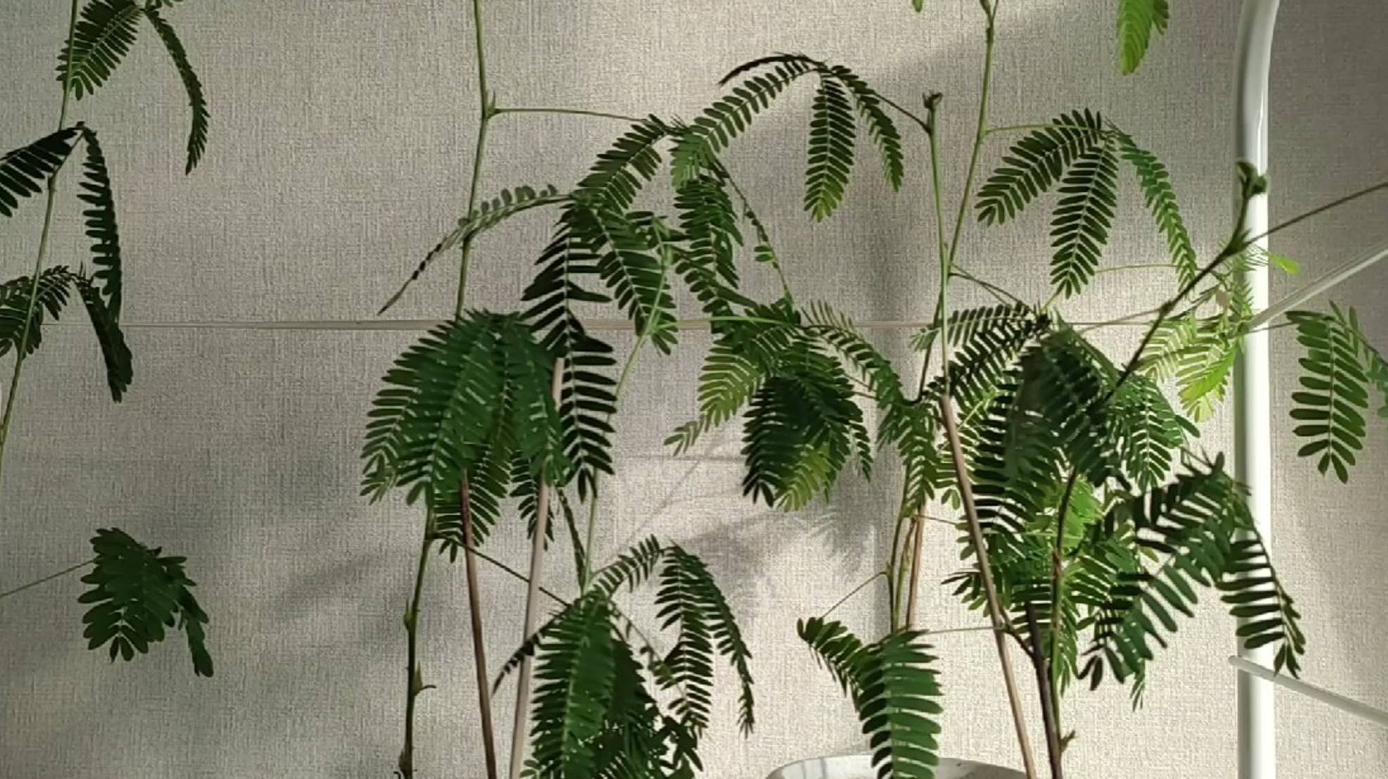 Как поживает Мимоза стыдливая смотреть онлайн