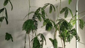 Как поживает Мимоза стыдливая