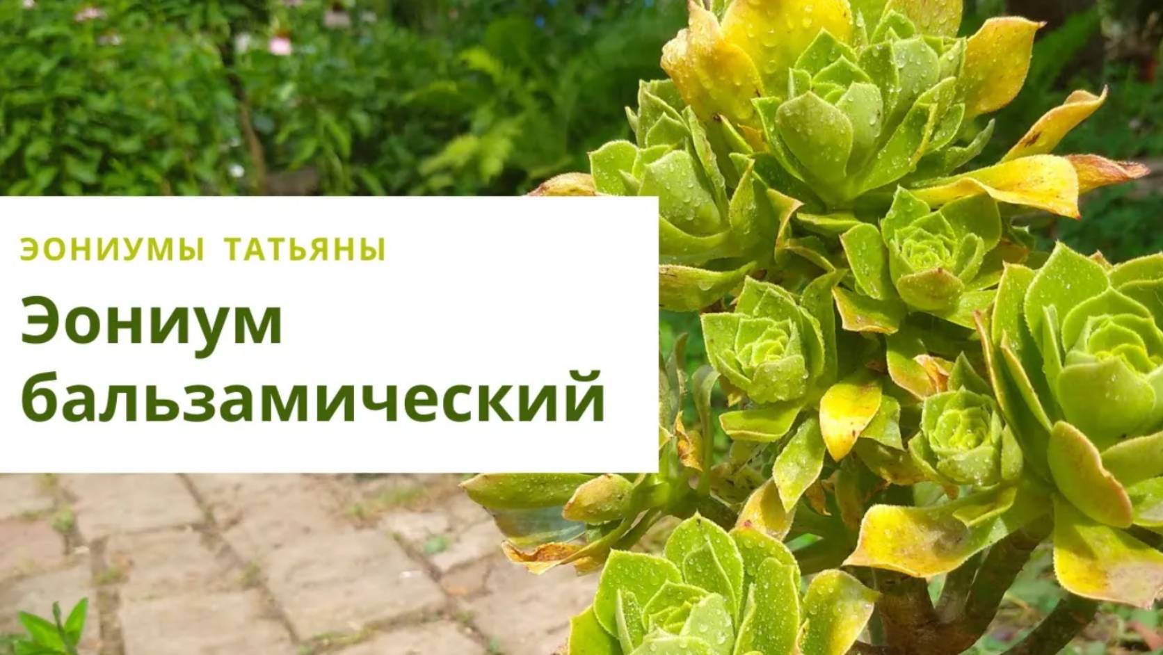 37. Эониум бальзамический летом