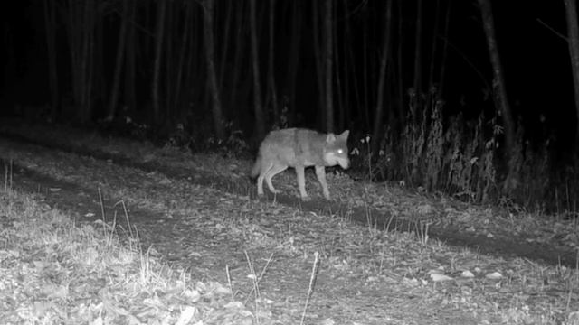 Видео фото ловушки смотреть онлайн