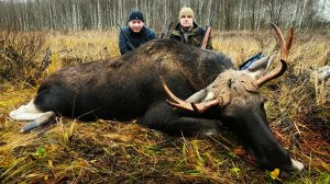 Охота НА ЛОСЯ 💥 Чей рогач?