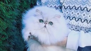 АРТУР❤️ персидская шиншилла из питомника MON AMI