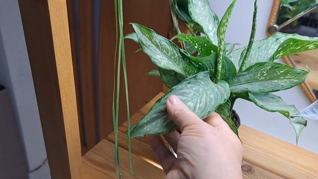 Комнатные растения, вредители ,обработки. смотреть онлайн