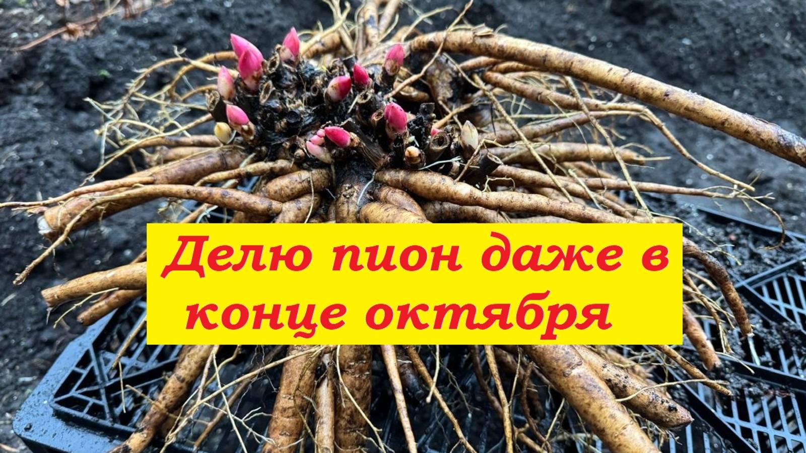 Делю пион даже в конце октября !!! смотреть онлайн