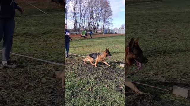 МОЛОДЫЕ СУКИ / КЧК ВОРОНЕЖ 26 октября`25 М.Волкова Моно немецких овчарок смотреть онлайн