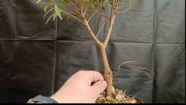 √5 фикус 123 саликария или неирефолия (Бонсай)