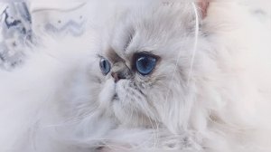 ПЕРСИДСКИЙ 🥰 КРАСАВЧИК колорного окраса