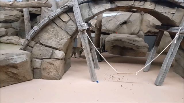 Кайко оторвал кольцо с верёвкой и переглядывается с фотографом, который его снимает 30.10.2025 смотреть онлайн