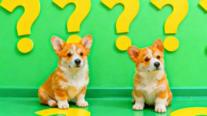 ЧТО ТАКОЕ ПОИГРАТЬ В ЛОШАДКУ? Новый влог Корги Пряника!