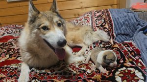 Щенка забрал домой