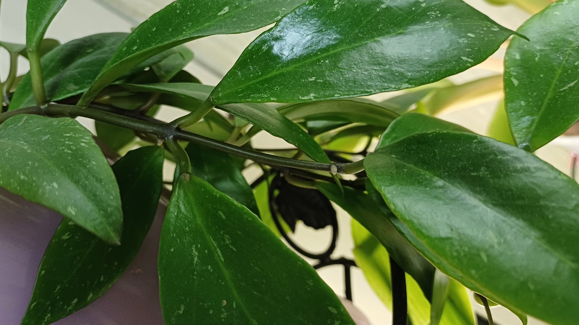 Комнатные растения❤️🌿❤️🌿❤️ Ещё один цветочный уголок☀️ смотреть онлайн