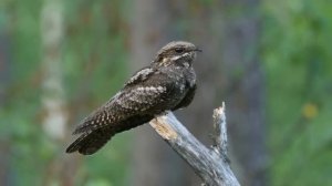 Лесной оркестр: птицы и фортепиано