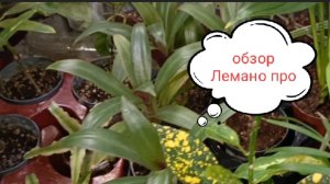 Обзор магазина Лемано про