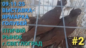 💥🕊💥 09.11.25. Выставка-ярмарка голубей. Птичий рынок в г.Светлоград. Часть 2.