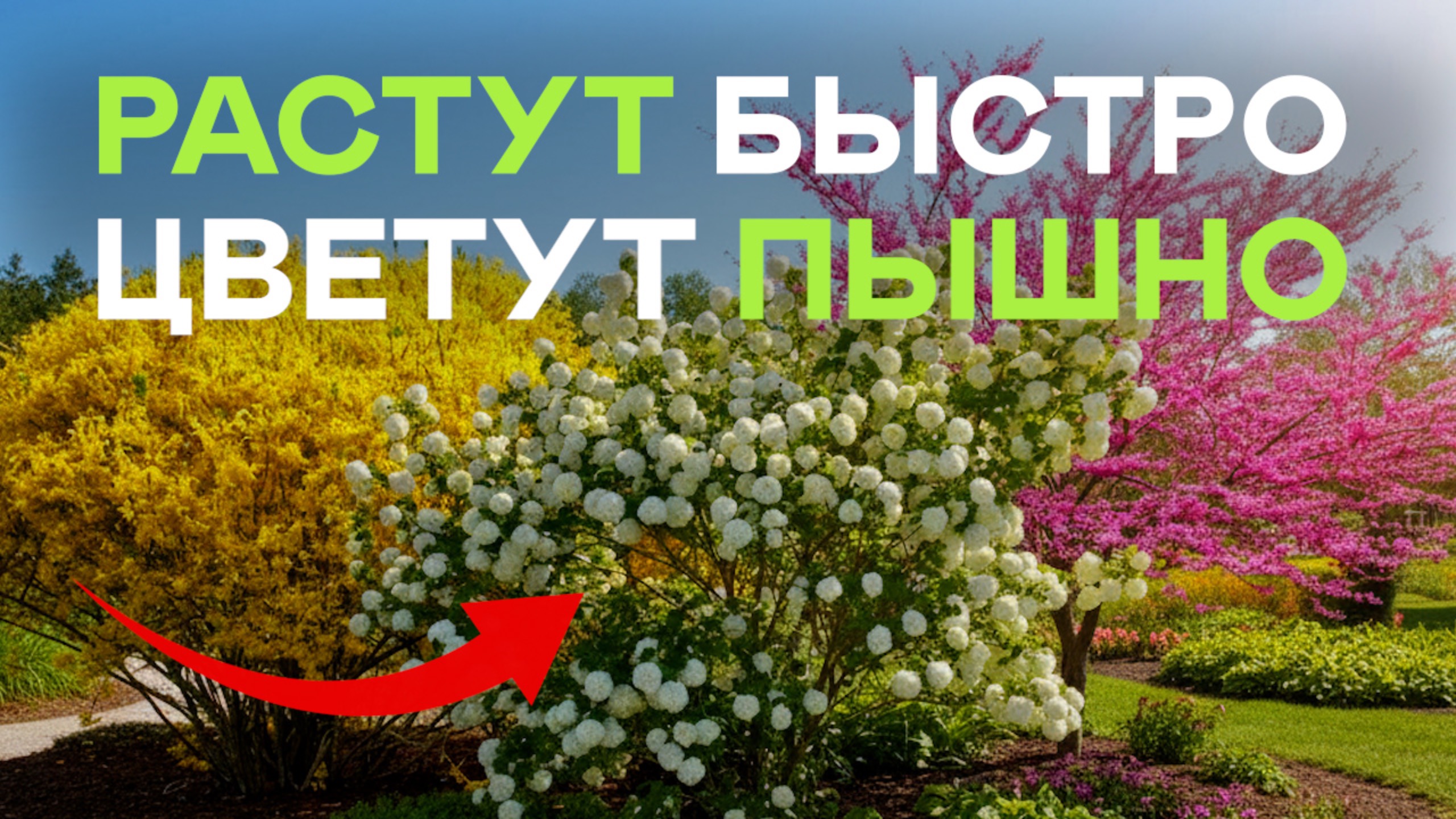 Кустарники И Деревья Для Малоуходного Сада. Соседка Обзавидуется! смотреть онлайн