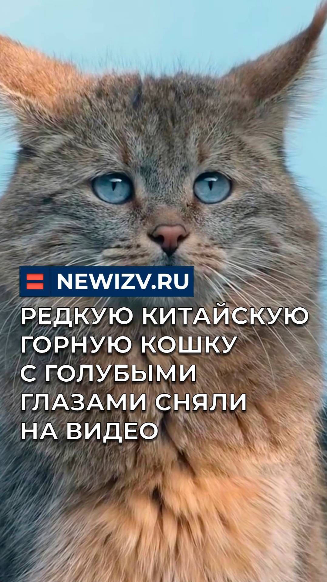 Редкую Китайскую горную кошку с голубыми глазами сняли на видео смотреть онлайн