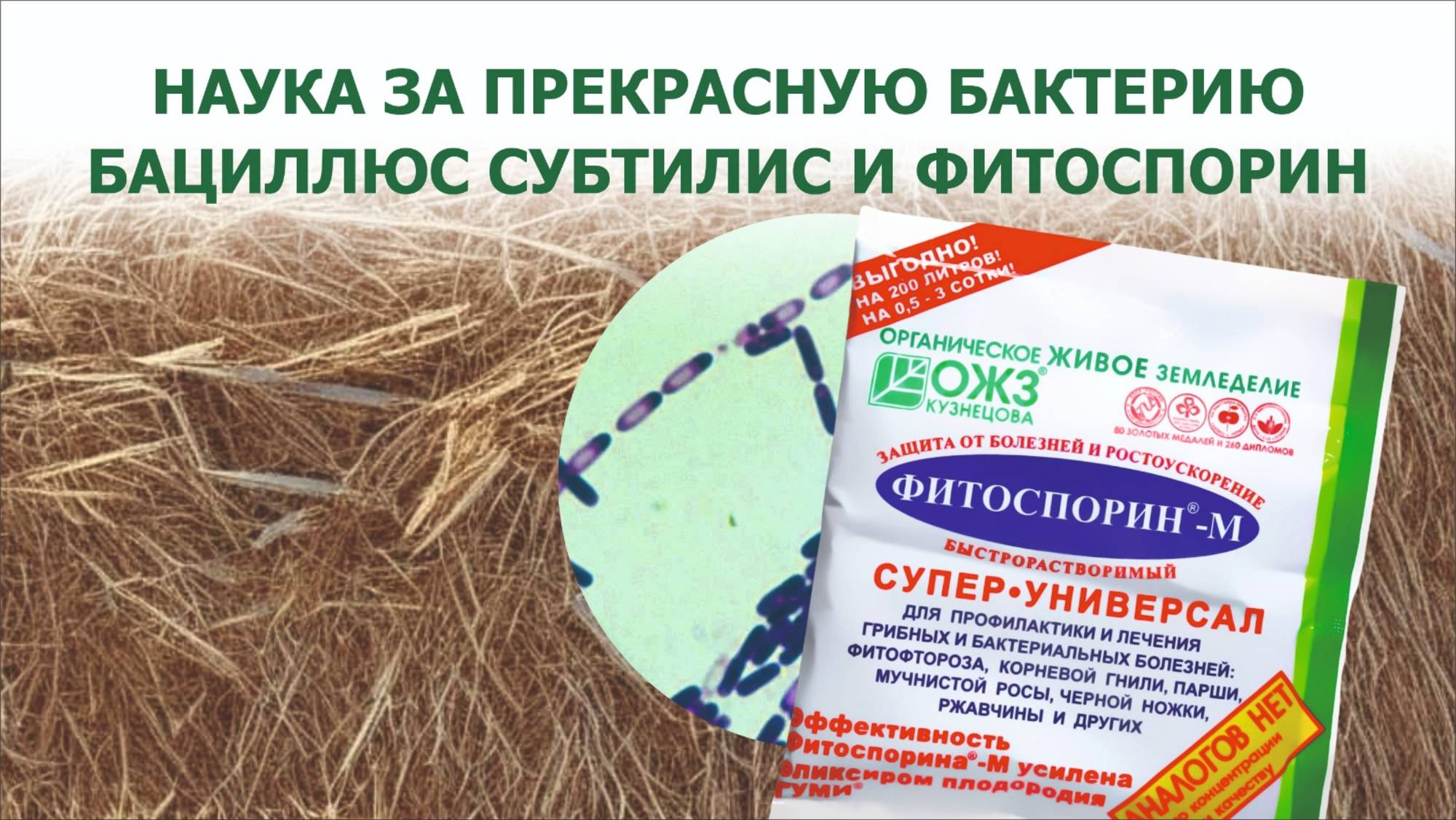 Наука, Бациллюс субтилис, яровая пшеница — что их связывает? смотреть онлайн