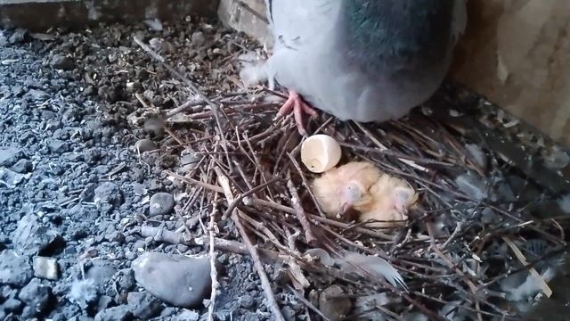 Птенцы голубей только вылупились из яиц