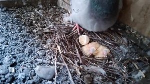 Птенцы голубей только вылупились из яиц