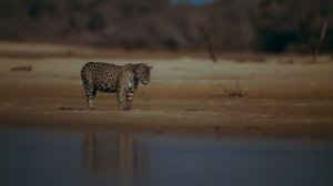 Земля ночью в цвете / сезон 1 / 3 из 6 / 2020, документальный, сериал