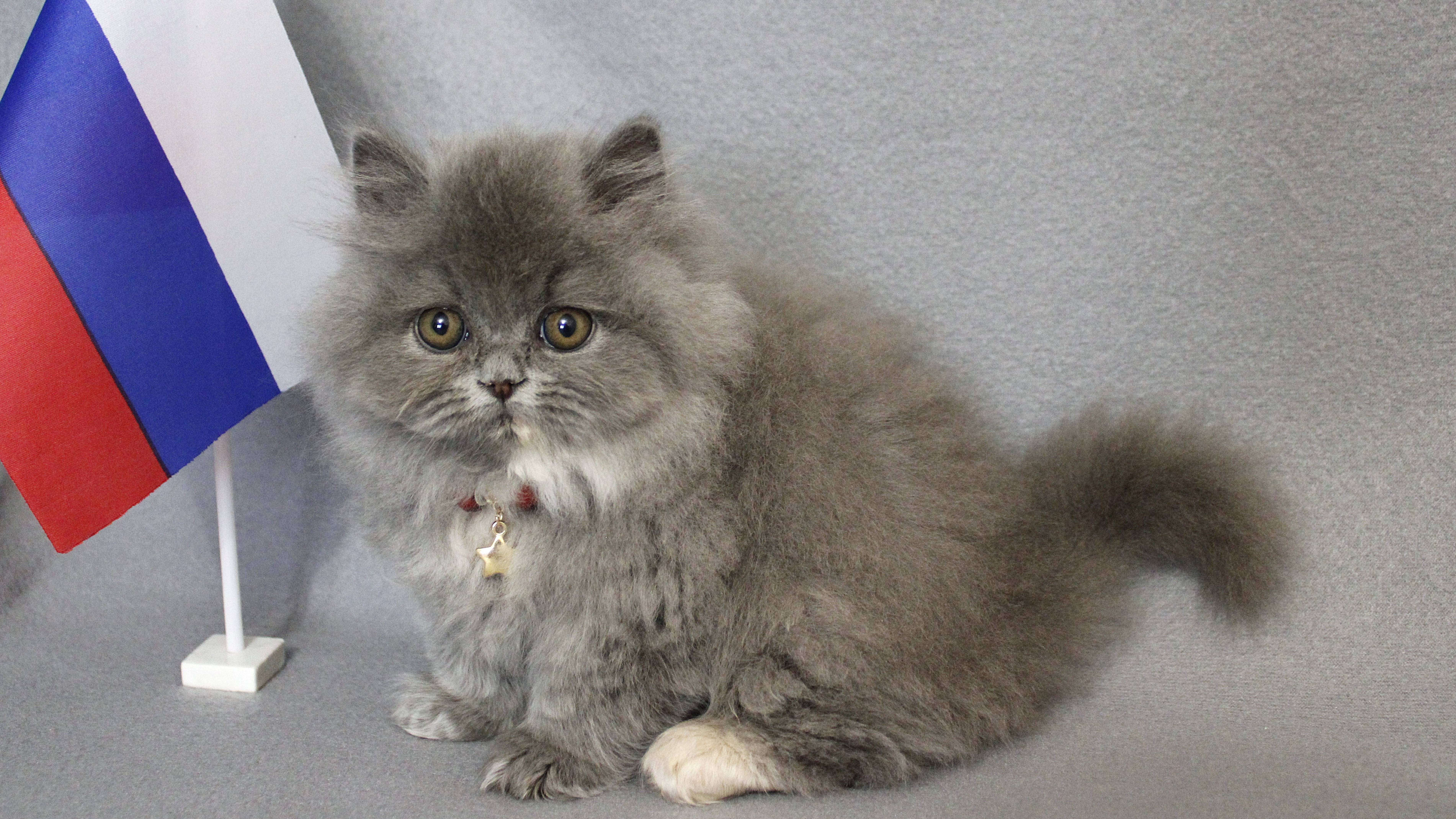 Британский длинношерстный котенок девочка. British Longhair Female. Color Blue-tortie. Age 2 Months.