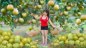 Собираю грейпфруты для продажи на местном рынке. Собираю лимоны и готовлю свежий лимонад. Вьетнам