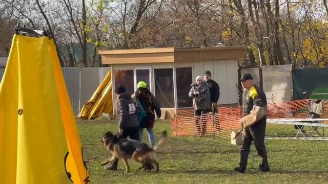 1 Отл. КЧК BLAD v. Olster Hof +++ №7. ВОРОНЕЖ 26 октября`25 Моно немецких овчарок смотреть онлайн