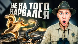 Животные связались не с тем противником