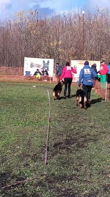 МОЛОДЫЕ КОБЕЛИ / КЧК ВОРОНЕЖ 26 октября`25 М.Волкова Моно немецких овчарок смотреть онлайн