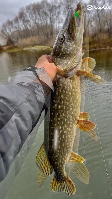 ОТЛИЧНО ПОРЯЗВИЛИСЬ #РЫБАЛКА2025#