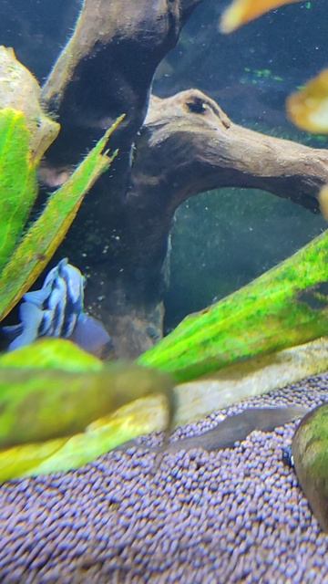 Продолжаем следить за икоркой попугаев