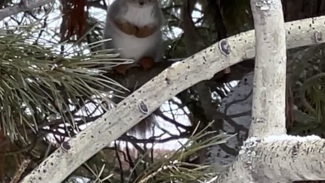 БЕЛКА смотреть онлайн