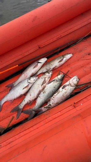 Я его нашел !! Жерех на спиннинг в Астрахани !Рыбалка!