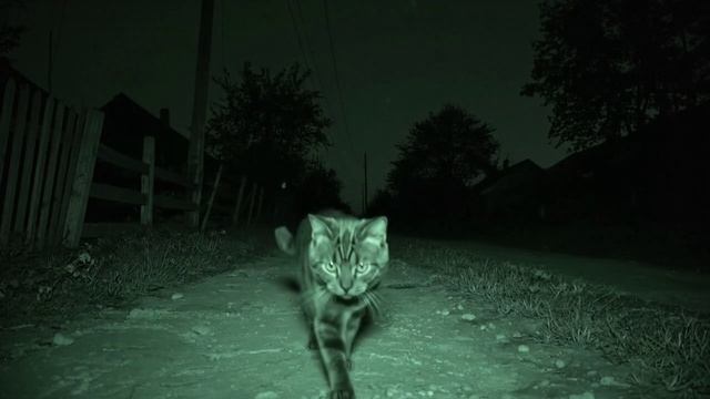 Кот который показал куда идти смотреть онлайн