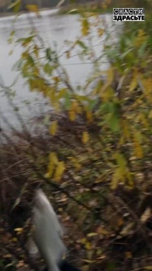 Густера на фидер по холодной воде Смотрите в новом выпуске #снастиздрасьте