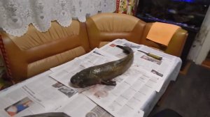 Готовим просто налима.