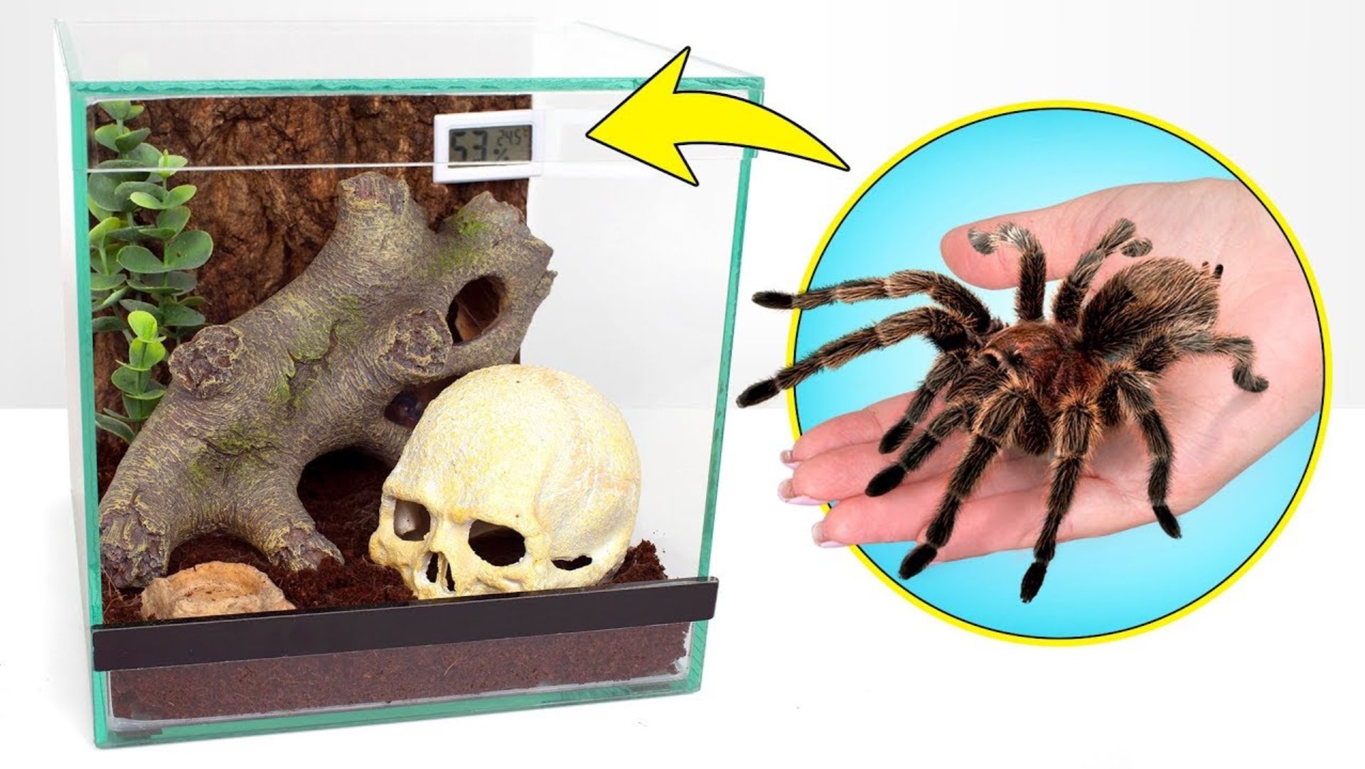 Паук Питер переезжает в новый домик смотреть онлайн