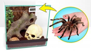 Паук Питер переезжает в новый домик