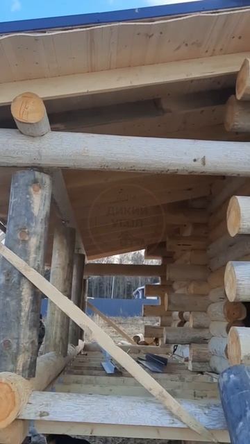 Сруб из бревна. Толстый диаметр, плотная рубка