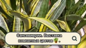 Сансевиерии. Выставка цветов г.Воронеж 01.02.2026г.