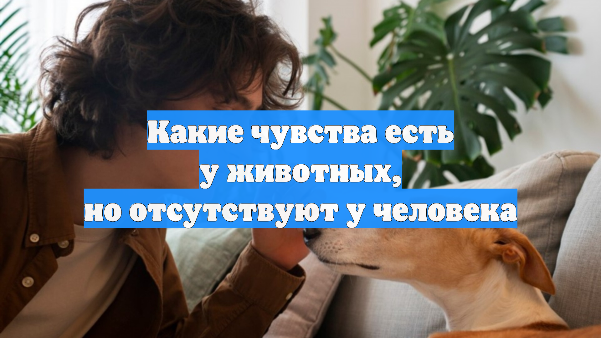 Какие чувства есть у животных, но отсутствуют у человека смотреть онлайн