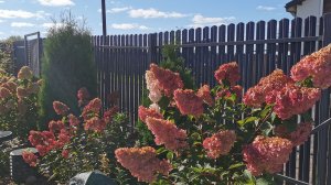 Осенняя обрезка метельчатых гортензий Ванилла Фрейз, Самарская Лидия, Бонфайер. 09.11.25 Ленобласть